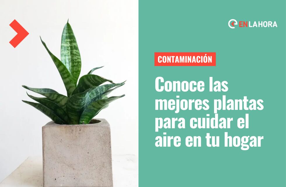 Incendios: Conoce 6 plantas que pueden purificar el aire de tu hogar |  Bienestar